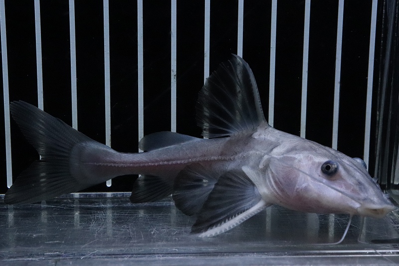 淡水魚 激レア ハイブリット オキシドラス レッドテールキャット 個体販売 11 12cm 大型魚 生体 熱帯魚 Nko ペットバルーン ネットショップ