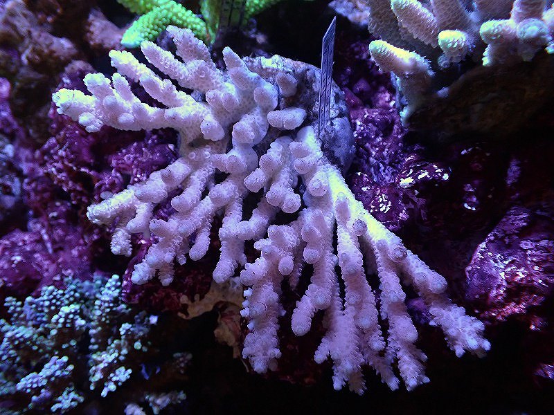 サンゴ ブリードミドリイシsp 美カラー 個体販売 15ｃｍ No 2 生体 サンゴ ペットバルーン ネットショップ