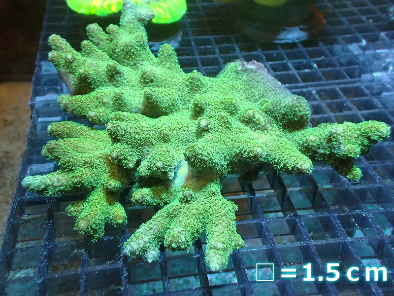 【サンゴ】【通販】ミドリイシsp.（グリーン）MLサイズ（個体販売）（±15ｃｍ）No.17（生体）（サンゴ）