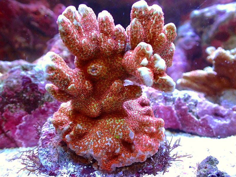 ブリードエダコモンサンゴ（Red Polyp)（個体販売）（±8ｃｍ）No.2