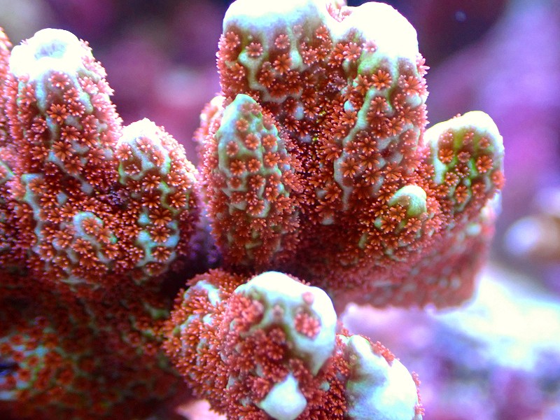 ブリードエダコモンサンゴ（Red Polyp)（個体販売）（±8ｃｍ）No.2