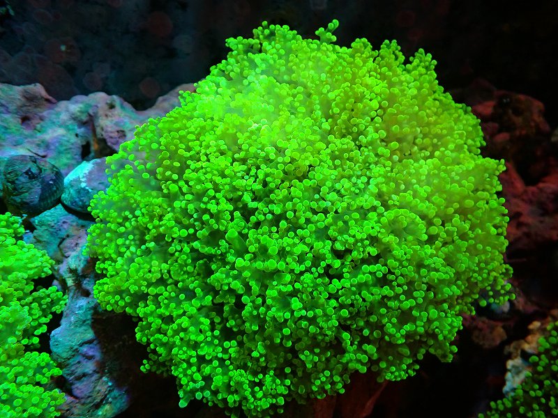 【表示価格より20％OFF】【サンゴ】【通販】ホンタコアシサンゴ（Metallic  Green)XLサイズ（個体販売）（±18-20ｃｍ）No.2（生体）（サンゴ）