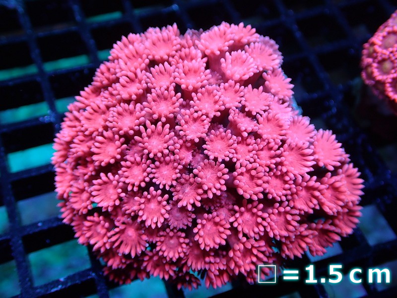 サンゴ】【通販】ハナガササンゴ（RED)（個体販売）No.4（生体）（サンゴ） - uniqueemployment.ca