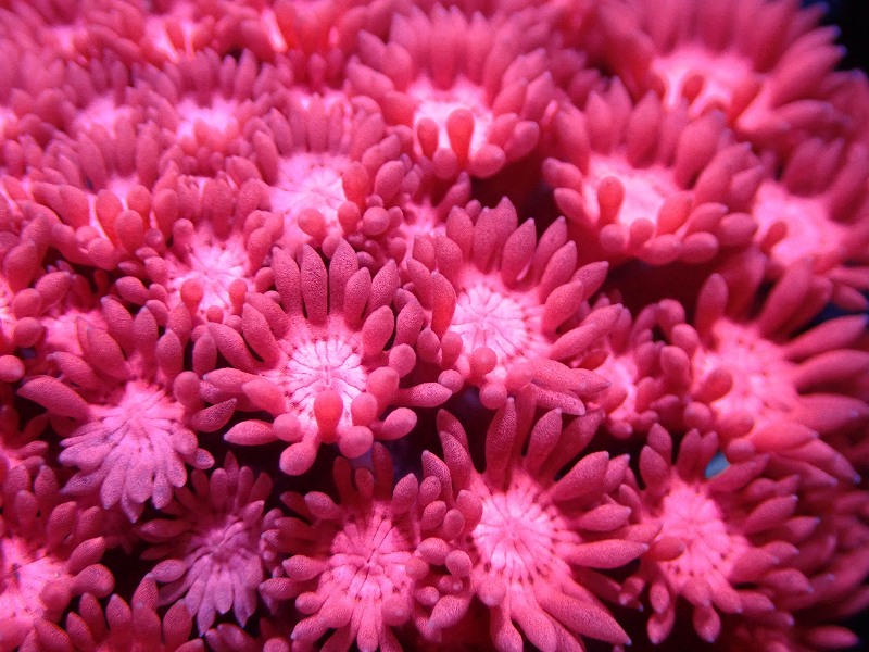 サンゴ】ハナガササンゴ（Special/Pink）【UCA/オーストラリア産】（個体販売）No.9（生体） - vdvexim.com