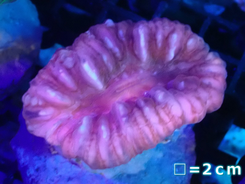 サンゴ】【通販】コハナガタサンゴ（RED)（個体販売）No.4（生体）（サンゴ） - ペットバルーン ネットショップ