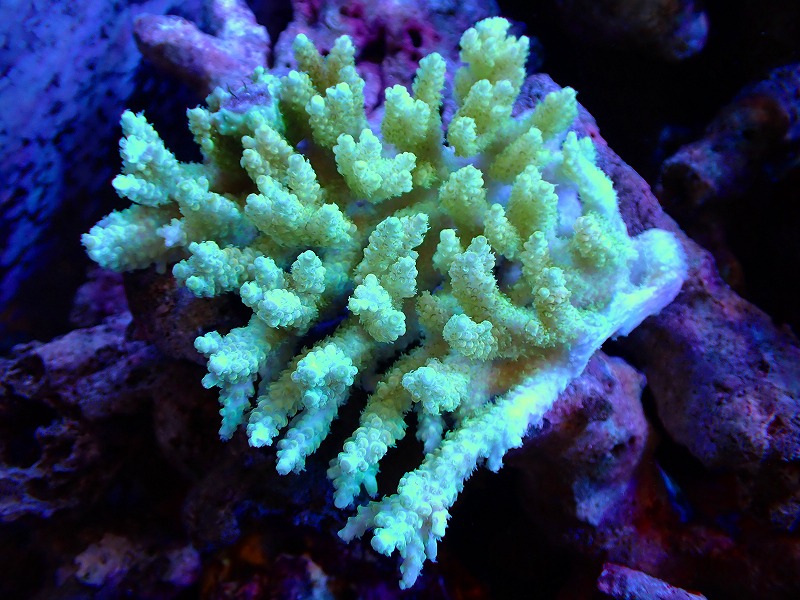 【サンゴ】ミドリイシsp.(Ultra Grade)【UCA/オーストラリア産】（個体販売）（±12ｘ11ｃｍ）No.22（生体）（サンゴ）