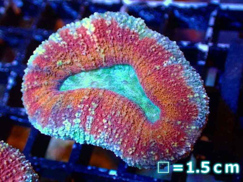 【サンゴ】ハナガタサンゴ（Ultra Grade)【UCA/オーストラリア産】（個体販売）No.7（生体）（サンゴ）