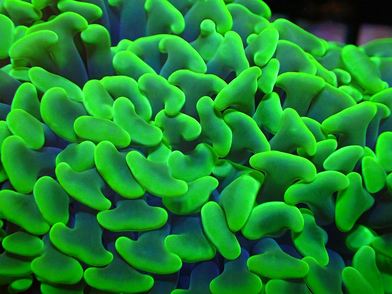 サンゴ】【通販】ナガレハナサンゴ(Toxic Full Green)【UCA/オーストラリア産】（個体販売）No.6（生体）（サンゴ） -  ペットバルーン ネットショップ