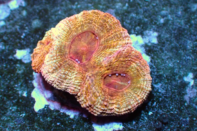 【サンゴ】【通販】オオトゲキクメイシ(Bowerbanki/Gold  Rainow)【UCA/オーストラリア産】（個体販売）（±3.5ｃｍ）No.3（生体）（サンゴ）