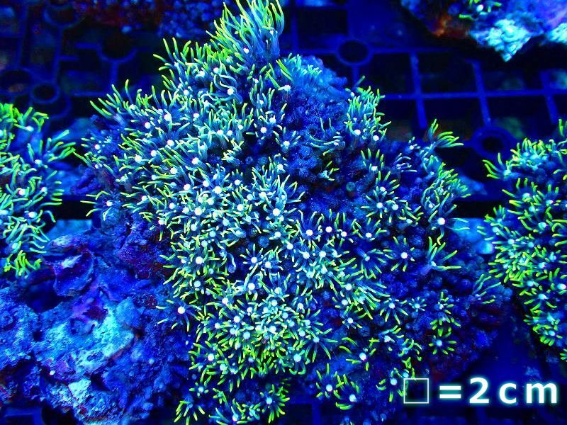 サンゴ スターポリプ メタリックグリーン 個体販売 No 8 生体 サンゴ ペットバルーン ネットショップ
