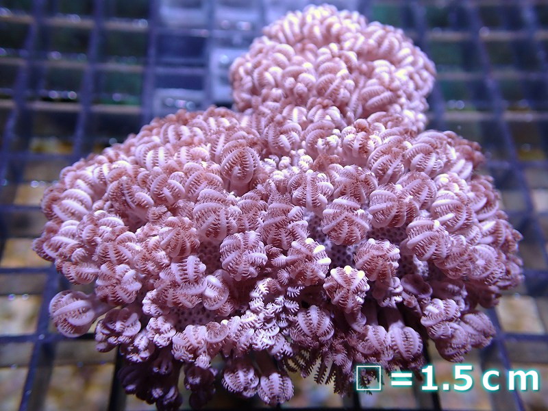 *サンゴ*　パクパクウミアザミ　ピンクカラー1　Mサイズ