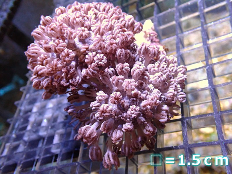 *サンゴ*　パクパクウミアザミ　ピンクカラー1　Mサイズ