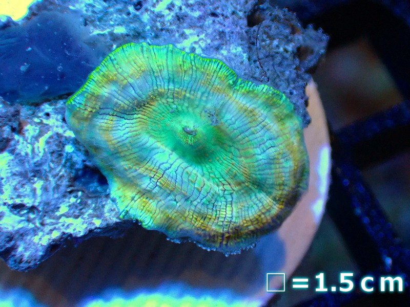 美ら海 3点落札 バブルディスク 4cm Ricordea Yuma Mushroom Coral coral サンゴ(海水魚)｜売買されたオークション情報、yahooの商品情報をアーカイブ公開  - オークファン（aucfan.com） | tortoise-h.jp