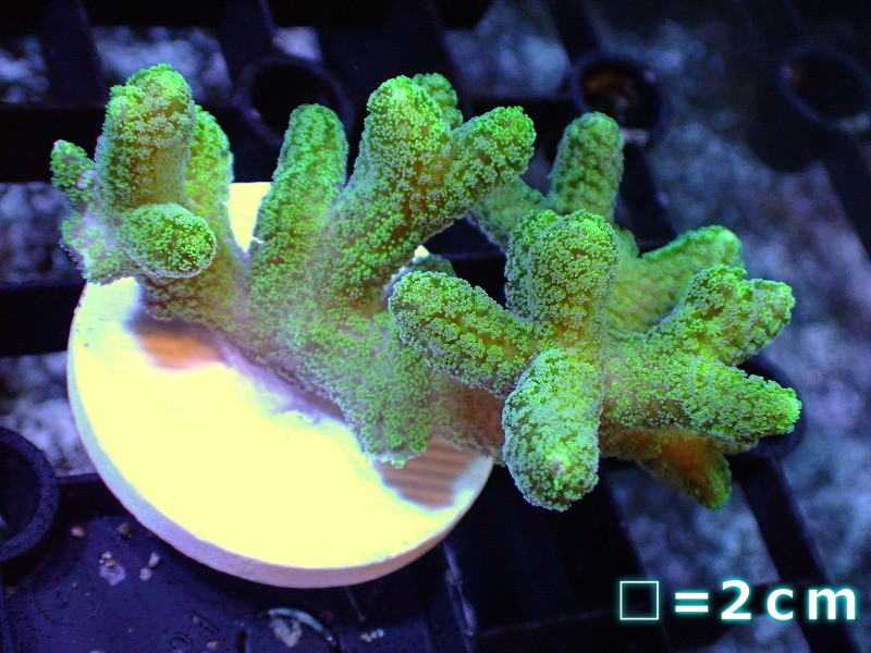 【サンゴ】【通販】フラグ フトトゲサンゴsp.（Green）（個体販売）No.8（生体）（サンゴ）