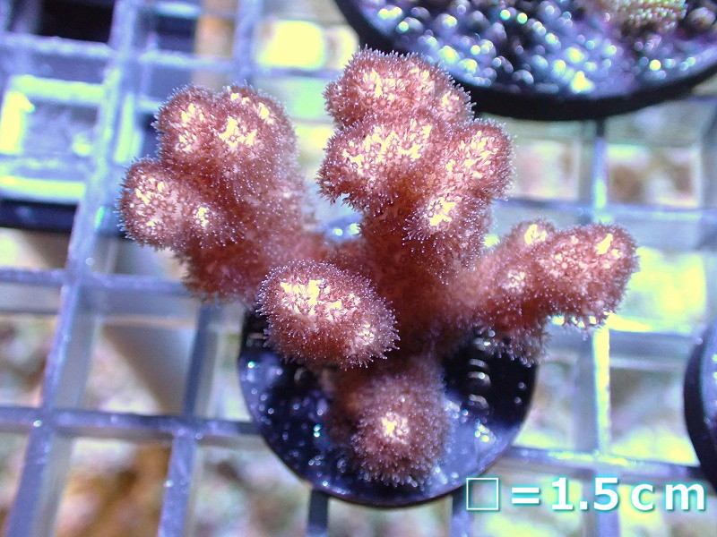 【サンゴ】フラグ ハナヤサイサンゴsp.（Pink）（個体販売）No.2（生体）