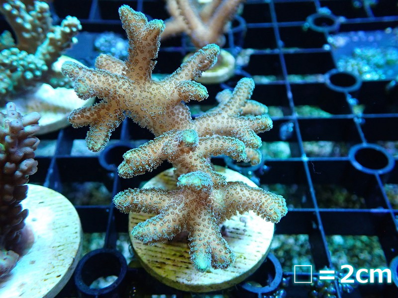 サンゴ】【通販】フラグ フトトゲサンゴsp.(Green Polyp）（個体販売）No.1（生体）（サンゴ） - ペットバルーン ネットショップ