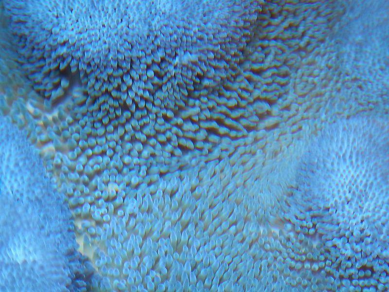 イソギンチャク ハタゴイソギンチャク ブルー Xxlサイズ 個体販売 30 40ｃｍ前後 生体 海水魚 サンゴ ペットバルーン ネットショップ