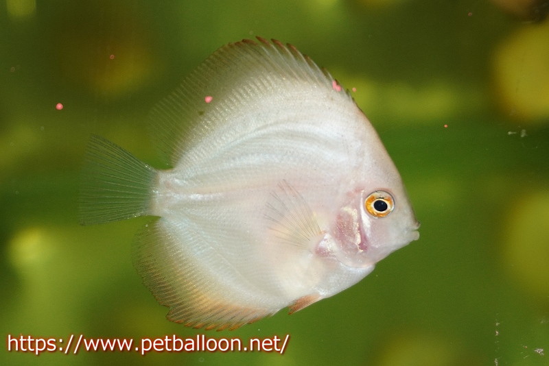 ディスカス】ワイルドクロスレッドカバー5匹【サンプル画像】7-8cm（生体） - 魚類、水生生物