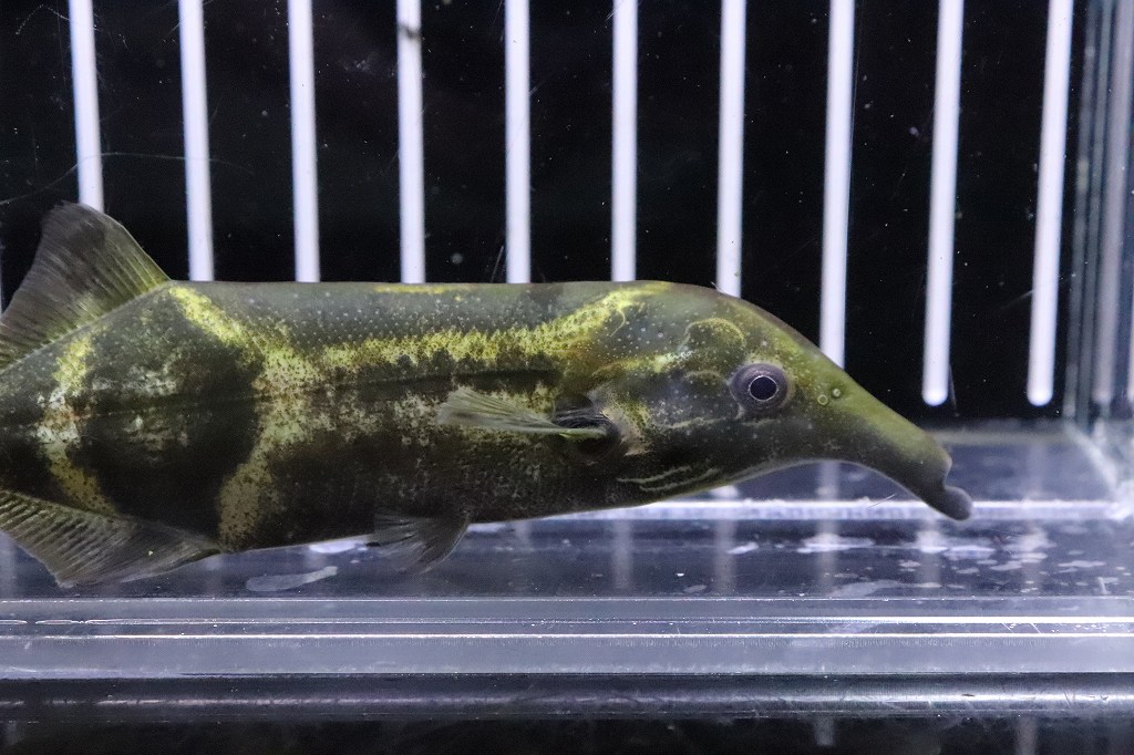 淡水魚】大きめ ダブルトランクエレファント ワイルド【１匹 サンプル画像】(±11cm)(大型魚)（生体）（熱帯魚）NKO - ペットバルーン  ネットショップ