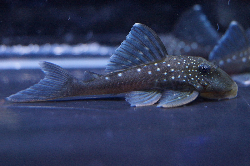 淡水魚 ブルーフィンペコルティアプレコ 1匹 3 4cm 生体 プレコ 熱帯魚 Nkp ペットバルーン ネットショップ