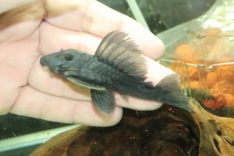 淡水魚 ブルーフィンパナクエ ワイルド 1匹 5cm 生体 プレコ 熱帯魚 Nkp ペットバルーン ネットショップ