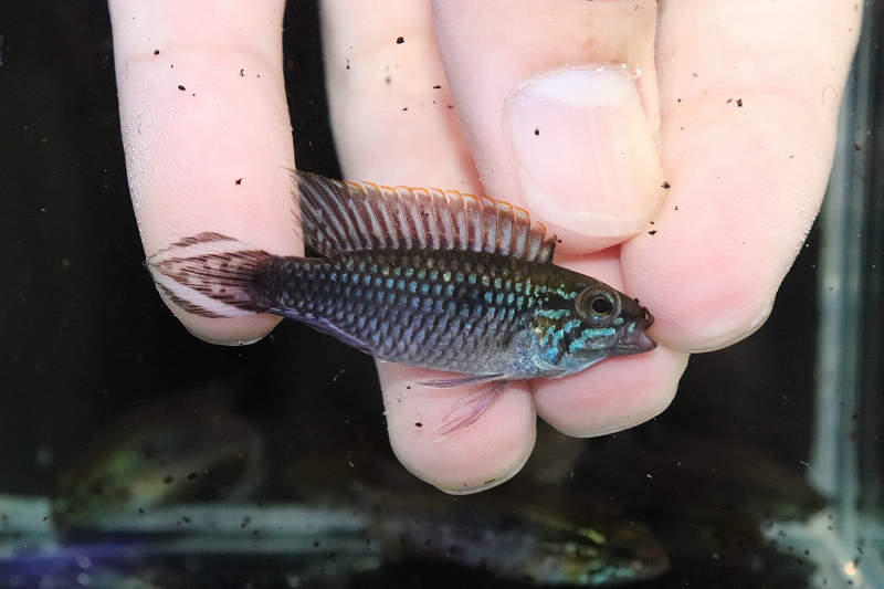 アピストグラマ ブルーフレーム ペア - 魚類、水生生物