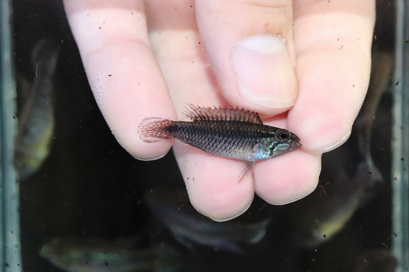 まもなく終了,【 アピストグラマ】【アガシジィパウザウ産】幼魚5匹 - 魚類、水生生物