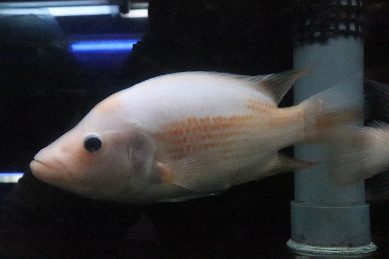 淡水魚】激安 ビッグサイズ ザンシックドビー【１匹 サンプル画像】(大型魚)(生体)(熱帯魚)NKO - ペットバルーン ネットショップ