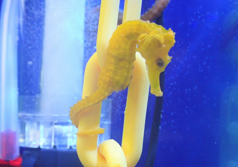 海水魚】【通販】ブリード カリビアンシーホース（Yellow/Lサイズ）【1匹】（±8-10cm）（サンプル画像）（生体）(海水魚)（サンゴ） -  ペットバルーン ネットショップ