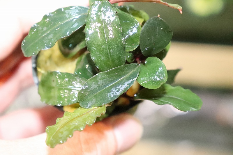 Bucephalandra ブセファランドラspカトリーナ 水草 アクアリウム