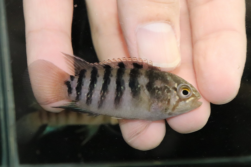 淡水魚】【通販】激安超大特価 イバナカラ アドケタ サンガブリエル産 ワイルド【１匹サンプル画像】(アドケタ)(生体)(熱帯魚)NKAP -  ペットバルーン ネットショップ