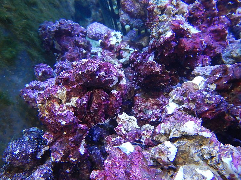ライブロック リアルリーフロック M Real Reef Rock 1kg 生体 海水魚 サンゴ ペットバルーン ネットショップ
