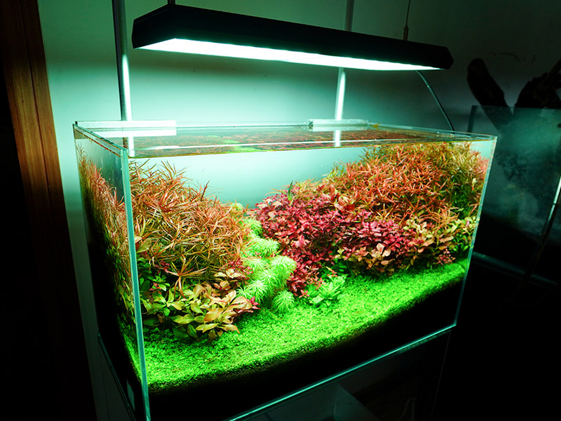 飼育用品 器具 水草使用可能ledライト Rgb Vividii Rgb素子ledチップ照明 ペットバルーン ネットショップ