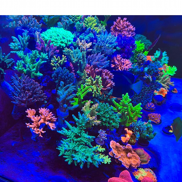 サンゴ　海水魚　LED照明